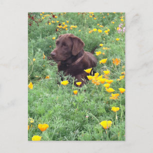 Cartão Postal Pensando em você Chocolate Labrador Cão Cachorro C