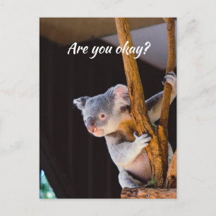 Cartão Postal Pensando em você Divertido Koala Me avise que voc
