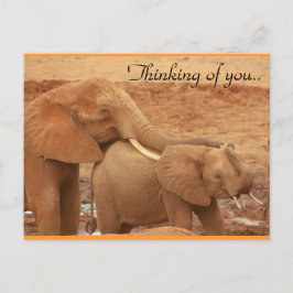 Cartão Postal Pensando Em Você Elefantes Africanos