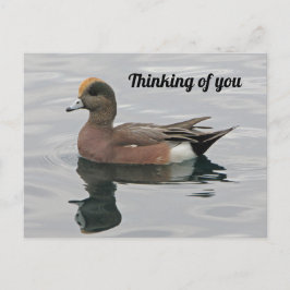 Cartão Postal Pensando em você Foto Duck Wigeon Calm Lake