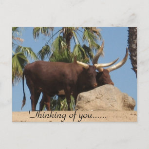 Cartão Postal Pensando Em Você Gado Watusi Africano