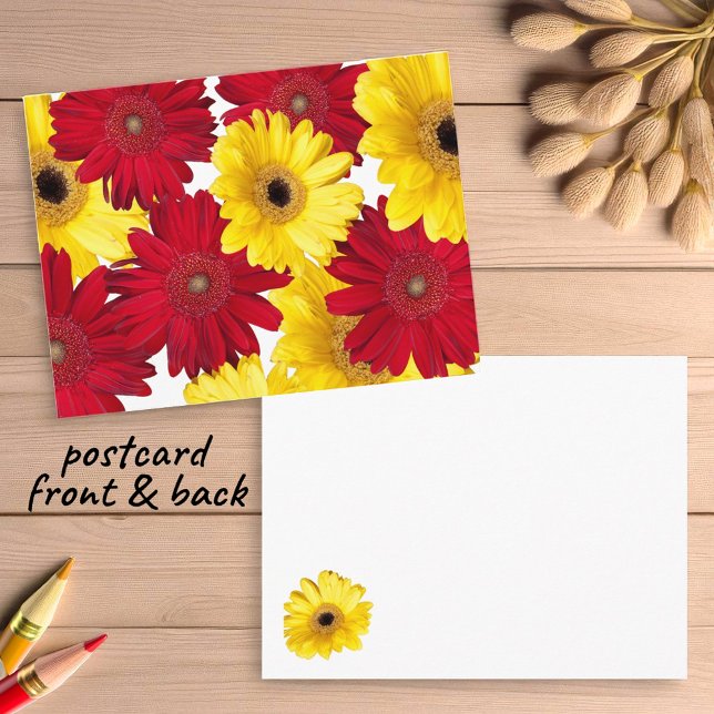 Cartão Postal Pensando em Você Gerber Daisies Vermelhas e Amarel (gerbera daisy postcard insitu)