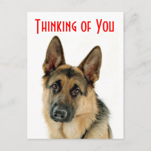 Cartão Postal Pensando Em Você German shepherd Puppy Dog Postcar