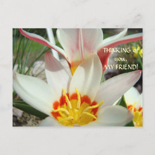 Cartão Postal PENSANDO EM VOCÊ, MEU AMIGO! Flor de Tulip da Plac