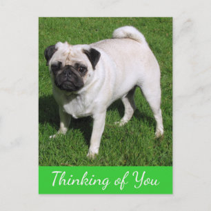 Cartão Postal Pensando em Você Postcard de Cachorro Pug Filhote