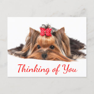 Cartão Postal Pensando Em Você Yorkshire Terrier Puppy Dog Olá