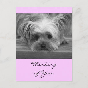 Cartão Postal Pensando em você Yorkshire Terrier Puppy Posta Car