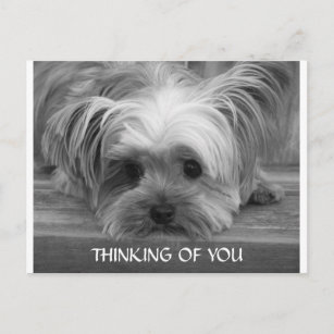 Cartão Postal Pensando em você Yorkshire Terrier Puppy Postcard
