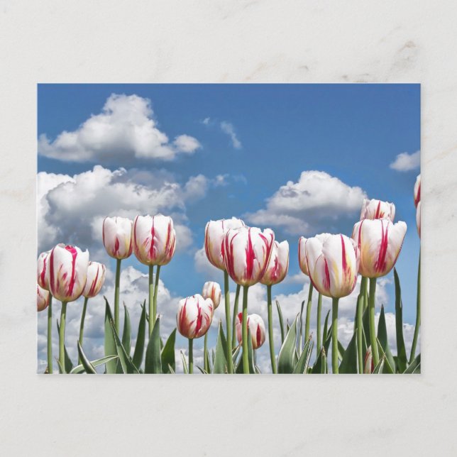 Cartão Postal Pense em Primavera! (Frente)