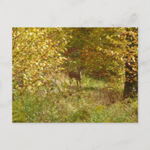 Cartão Postal Pensilvânia Deer in Fall Nature