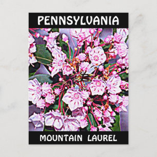 Cartão Postal Pensilvânia Mountain Laurel