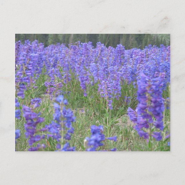 Cartão Postal Penstem Wildflower Wyoming (Frente)