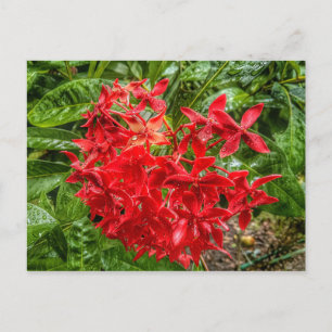 Cartão postal Pentas