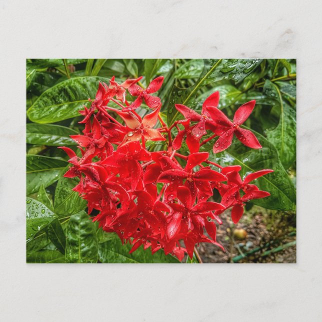 Cartão postal Pentas (Frente)