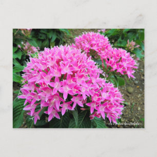 Cartão Postal Pentas lanceolata [Cartão postal]