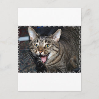 Cartão Postal Penteado Curto Maine Coon