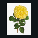 Cartão Postal Peônia amarela botânica<br><div class="desc">Peônia amarela botânica do vintage.</div>