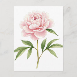 Cartão Postal Peônia Rosa