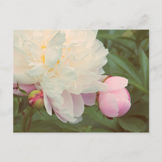Cartão Postal Peônias Rosa Flor de Peônia