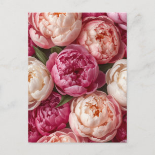 Cartão Postal Peônias rosadas