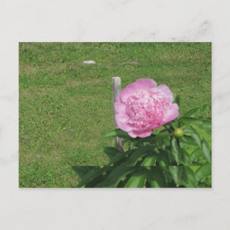 Cartão Postal Peony