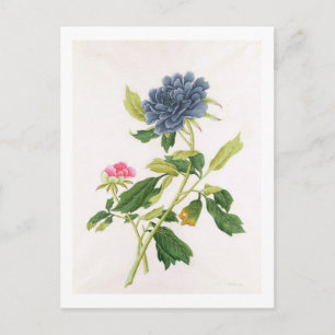Cartão Postal Peony