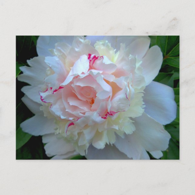 Cartão Postal Peony Bonito White (Frente)