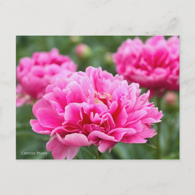 Cartão Postal Peony Chinês [Cartão Postal] ポ ス ト Equipe de カ (Frente)