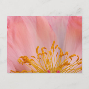 Cartão Postal Peony Flower