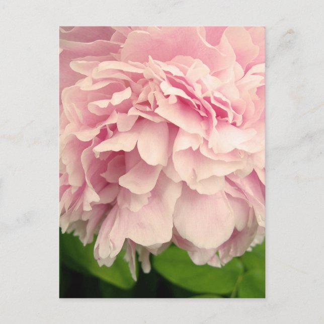 Cartão Postal Peony Petals (Frente)
