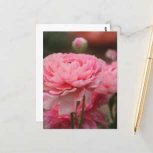 Cartão Postal Peony Pink Ranunculus Closeup