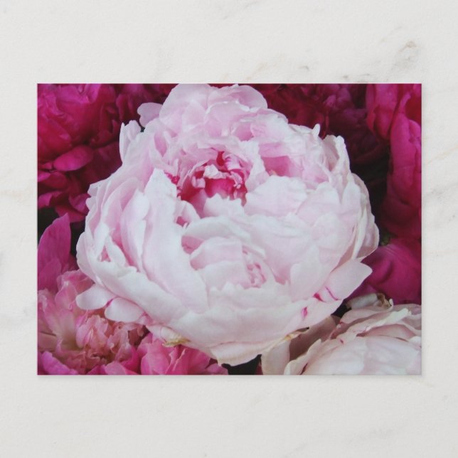Cartão Postal Peony Rosa lavanda com Peônias Fuschia (Frente)