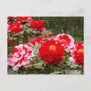 Cartão Postal Peony "Shima-Nishiki":Cartão postal