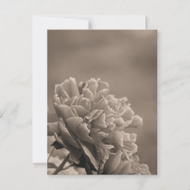 Cartão Postal Peony Solteiro Sepia