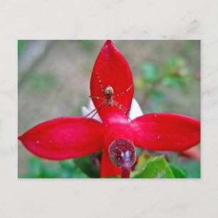 Cartão Postal Pequena aranha na Fuschia Miniatura
