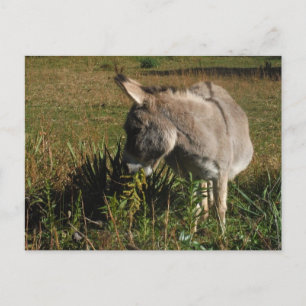 Cartão Postal Pequena cinza Donkey w / flores silvestres