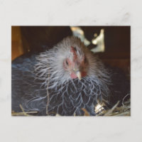 Pequena galinha japonesa.