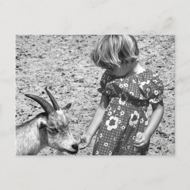 Cartão Postal Pequena garota alimentando sementes de girassol de (Frente)