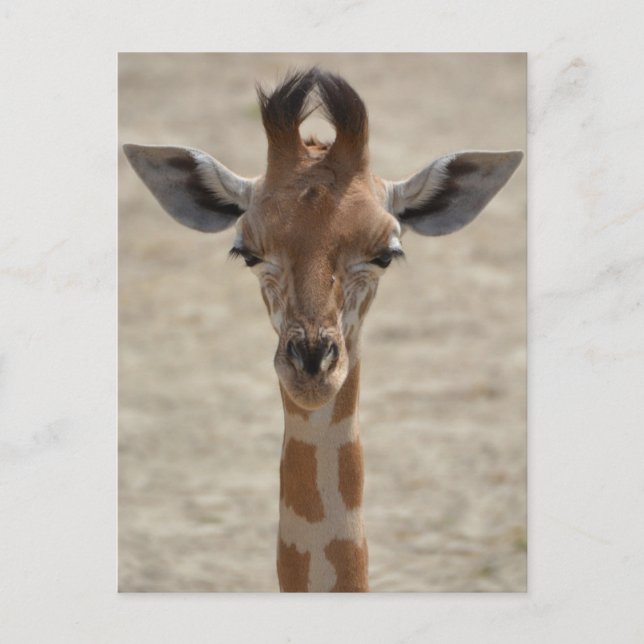 Cartão Postal Pequena girafa (Frente)