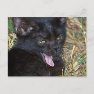 Cartão Postal Pequena Vadia