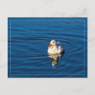 Cartão Postal Pequenas Reflexões de Pato Branco