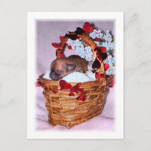 Cartão Postal Pequenas Surpresas