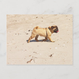 Cartão Postal pequeno cão pug bebê brincando no verão
