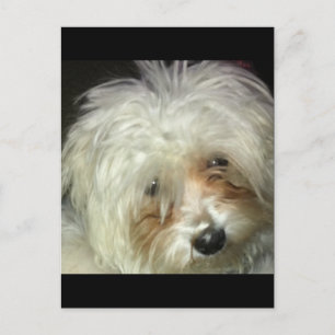 Cartão Postal Pequeno Casper Bonito