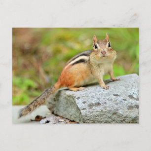 Cartão Postal Pequeno Chipmunk bonito se posicionando em uma roc