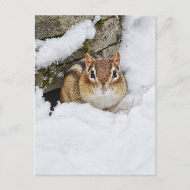 Cartão Postal Pequeno Chipmunk na neve (Frente)