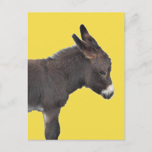 Cartão Postal Pequeno Chocolate Castanho Donkey Bebê