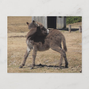 Cartão Postal Pequeno Donkey