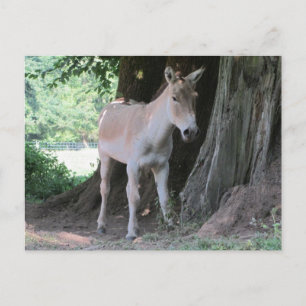 Cartão Postal Pequeno Donkey