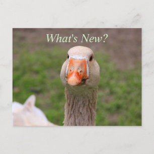 Cartão Postal Pequeno Ganso